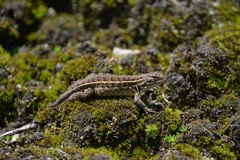 Phrynosomatidae