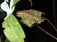 Anolis monteverde