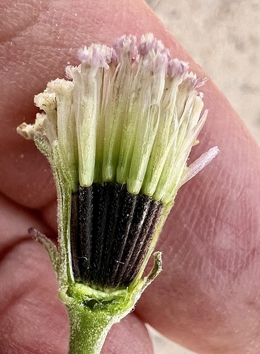 Chaenactis xantiana observed 2026-05-03
