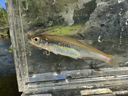 Comely shiner (Notropis amoenus) — Cyprinidae