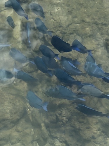 Acanthurus coeruleus