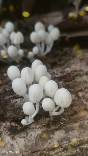 Trooping Crumble Cap