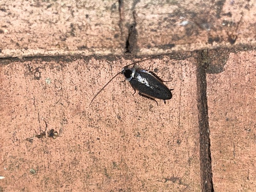 Sorineuchora nigra