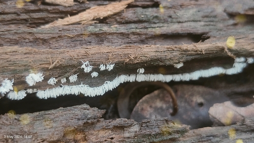 Common Coral Slime