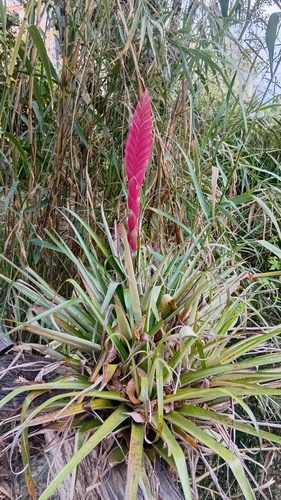 Tillandsia lampropoda, photograph 4