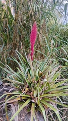 Tillandsia lampropoda, photograph (c) Luc Wyn, some rights reserved (CC BY)
