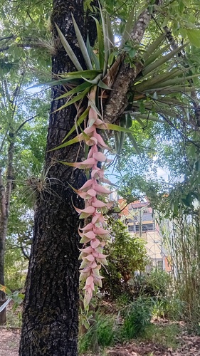 Tillandsia eizii, photograph 4