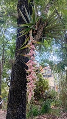 Tillandsia eizii, photograph (c) Luc Wyn, some rights reserved (CC BY)