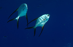 Trachinotus goodei