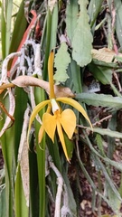 Epidendrum parkinsonianum