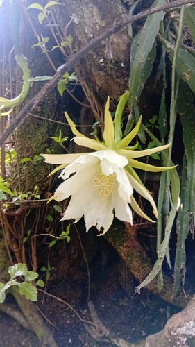 Dutchman's-pipe cactus