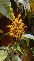 Justicia aurea, photograph (c) Luc Wyn, some rights reserved (CC BY)