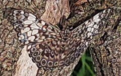 Hamadryas fornax