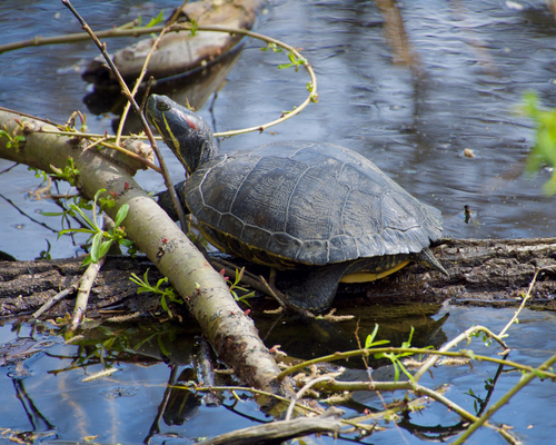 Trachemys scripta elegans