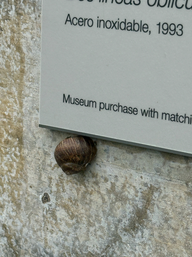 Cornu aspersum