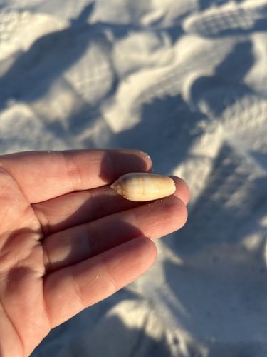 Oliva sayana