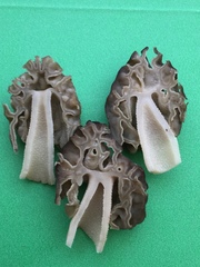 Morchella populiphila