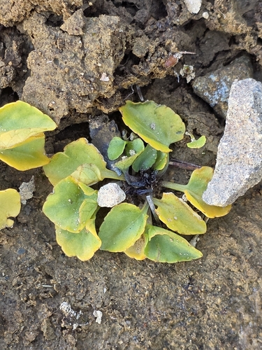 Viola cunninghamii, photograph 4