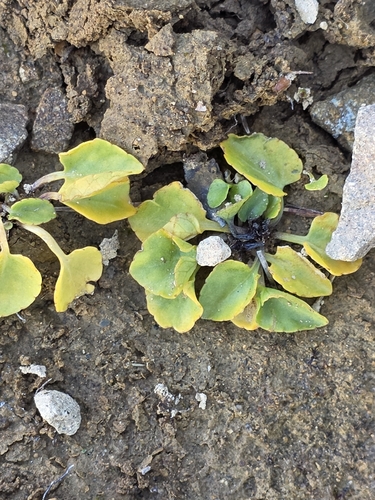 Viola cunninghamii, photograph 5
