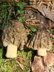 Morchella populiphila