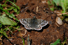 Pyrgus centaureae