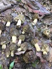 Morchella populiphila