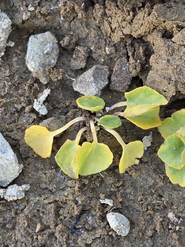 Viola cunninghamii, photograph 6