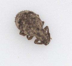 Myosides seriehispidus