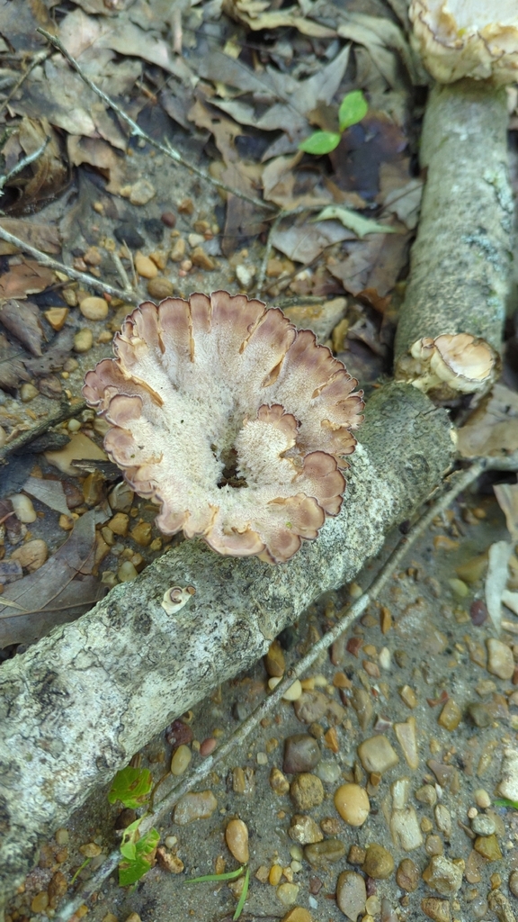 Cymatoderma caperatum · May 2026 · photo: © miketilley (iNaturalist, cc-by)