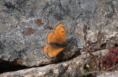 Lycaena cupreus