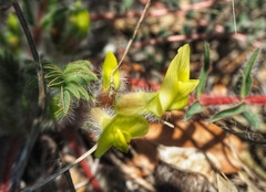 Astragalus utriger