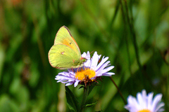 Colias meadii