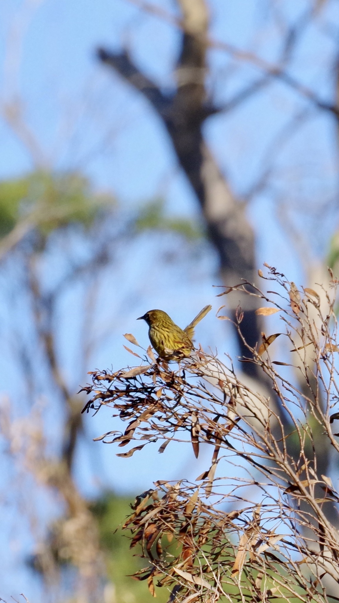 Striated Fieldwren (Calamanthus fuliginosus), photo 9