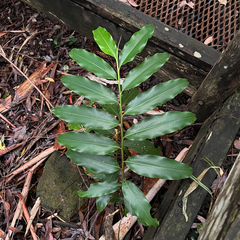 (c) James K. Douch, some rights reserved (CC BY-SA) Alpinia arundelliana, photograph (c) James K. Douch, some rights reserved (CC BY-SA)