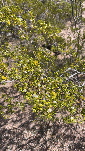 Creosote Bush