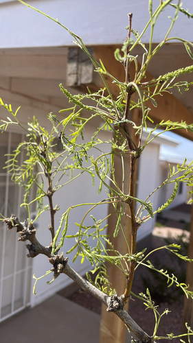 honey mesquite
