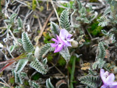 Astragalus geminiflorus