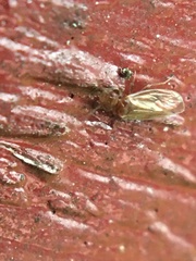 Caeciliusidae