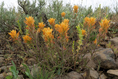 Castilleja hispida acuta
