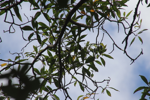 Image of Heteropyxis canescens by (c) Tony Rebelo, some rights reserved (CC BY-SA)