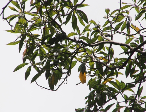 Image of Heteropyxis canescens by (c) Tony Rebelo, some rights reserved (CC BY-SA)