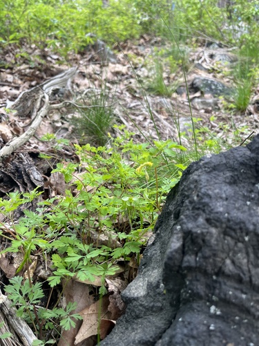 Corydalis flavula, 2026-05-03