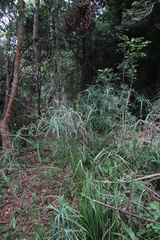 Cyperus sexangularis