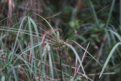 Cyperus sexangularis