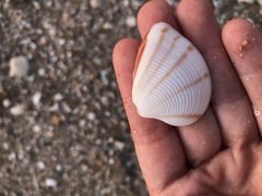 Lamelliconcha concinna