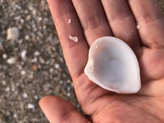 Lamelliconcha concinna