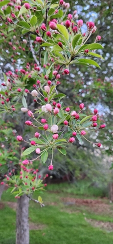 Southern crab apple
