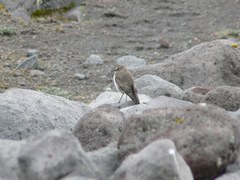 Muscisaxicola alpinus