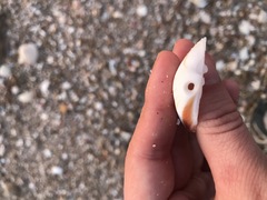 Lamelliconcha concinna