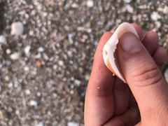 Lamelliconcha concinna